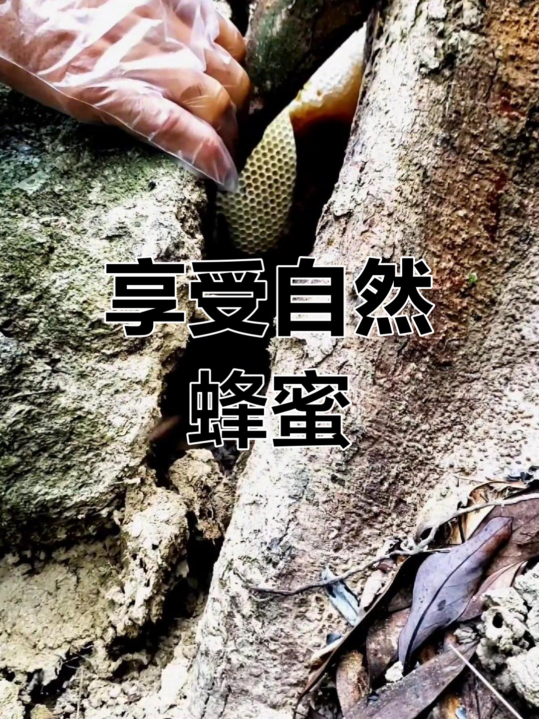 梦见野生蜂蜜被拿回家了(梦见野蜂蜜采回家吃)
