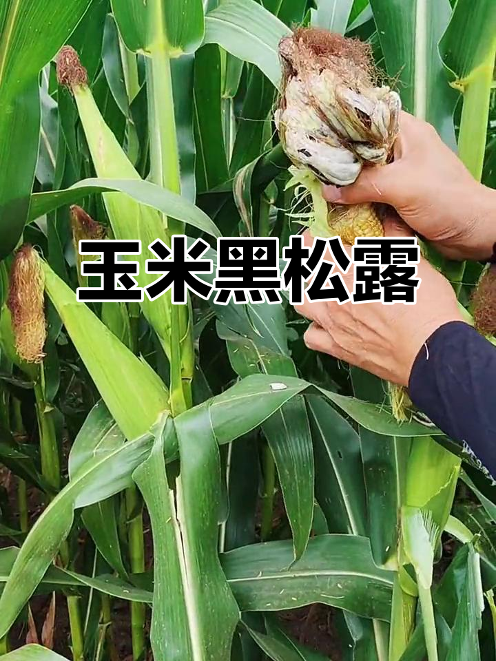 玉米乌米,松露般的独特美味,难得一尝的珍馐