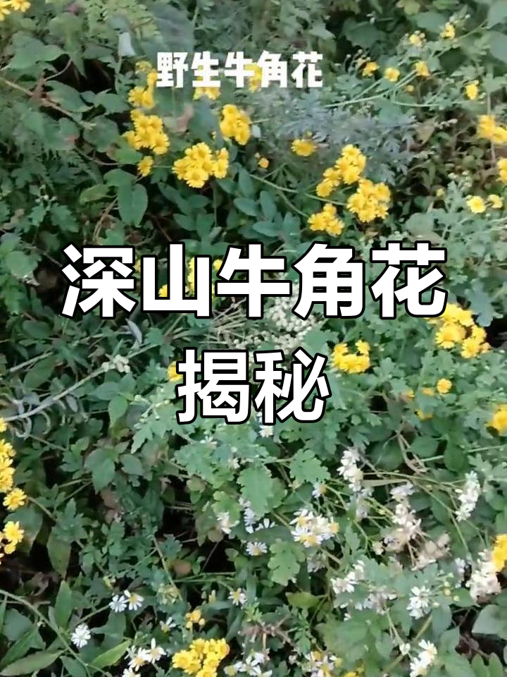 深山野生牛角花,药菜宝藏等你发现