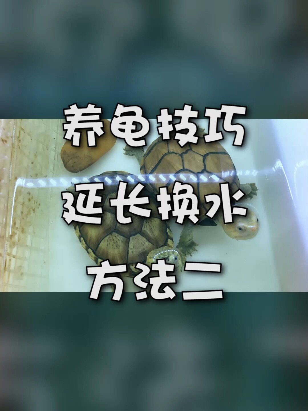 养龟延长换水方法第二种