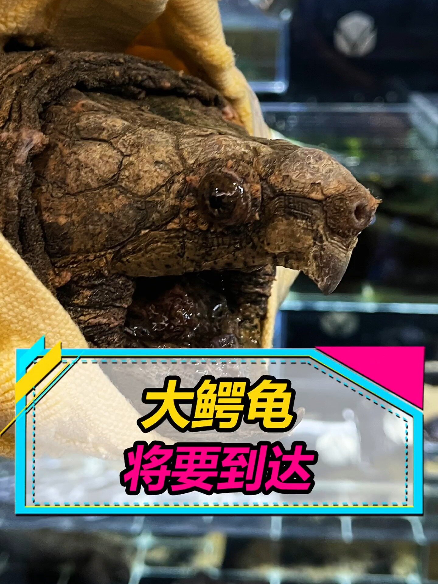 大鳄龟将抵达战场用啥过滤?用不用加盖?