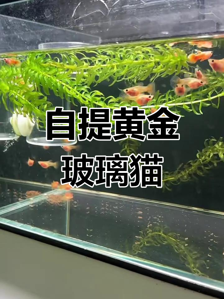 沈阳黄金玻璃猫,自提更方便