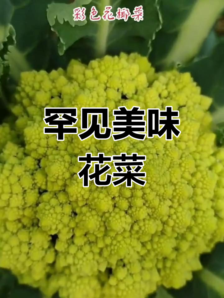 魅惑花菜图片