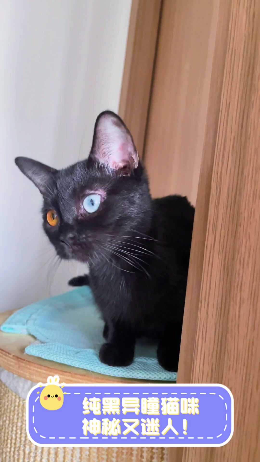 纯黑异瞳猫咪,神秘又迷人!