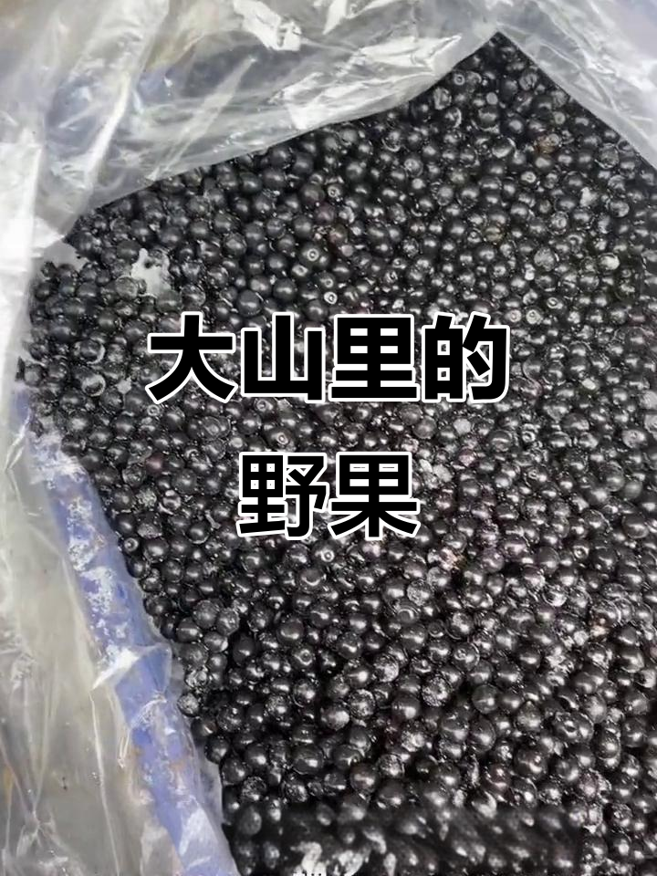 野生臭李子,颗粒大又甜!泡酒喝更美味