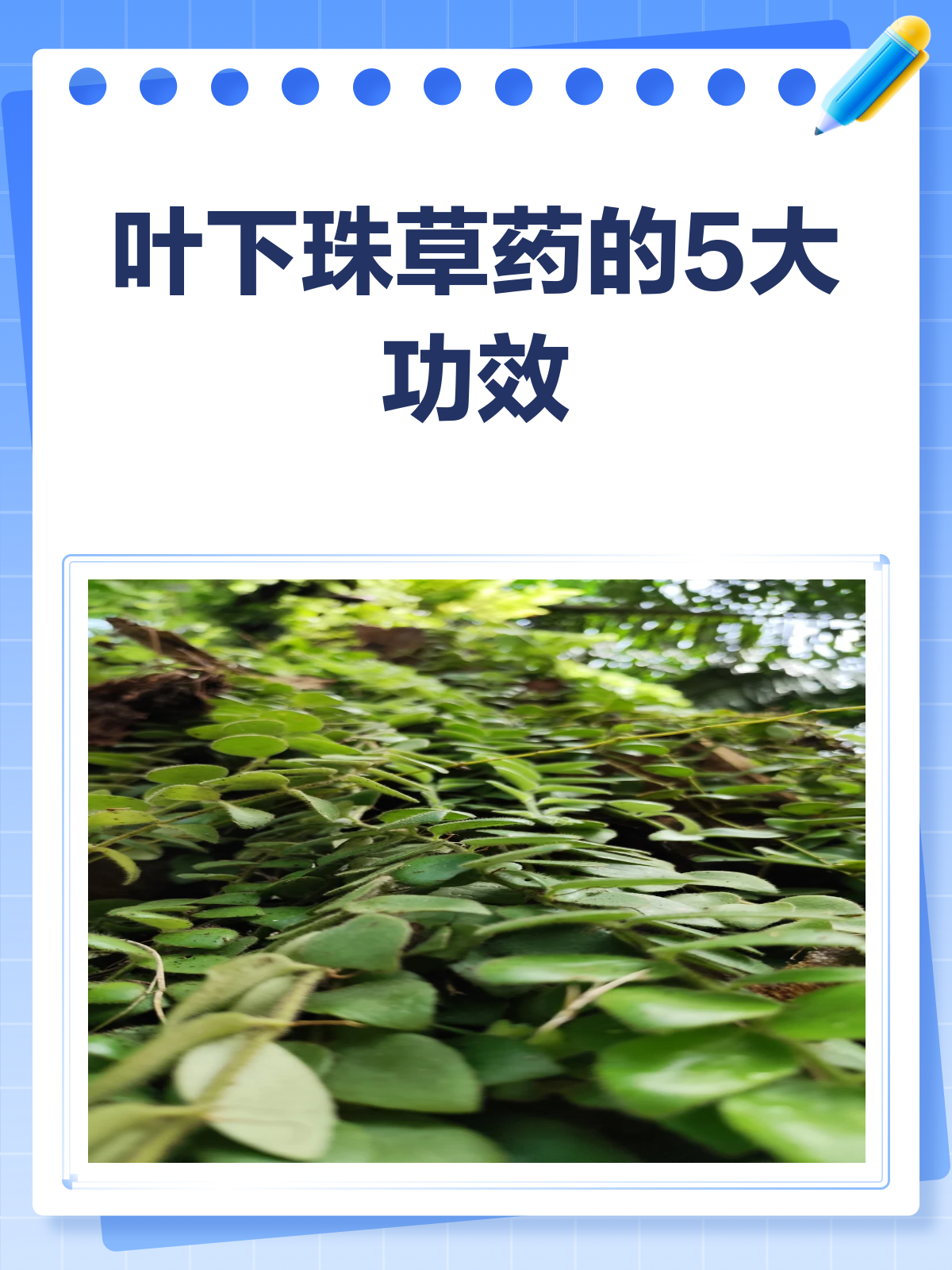 叶下珠草药,你知道它有哪些神奇功效吗?