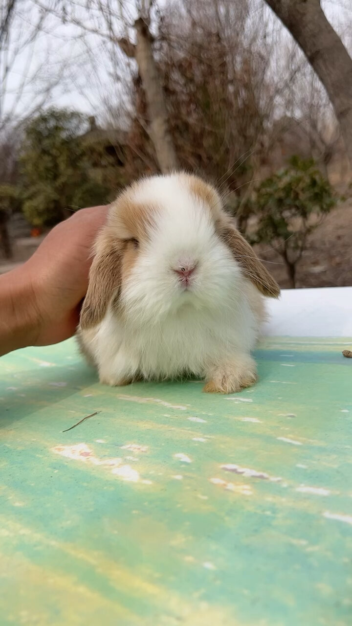 一只黄白垂耳兔