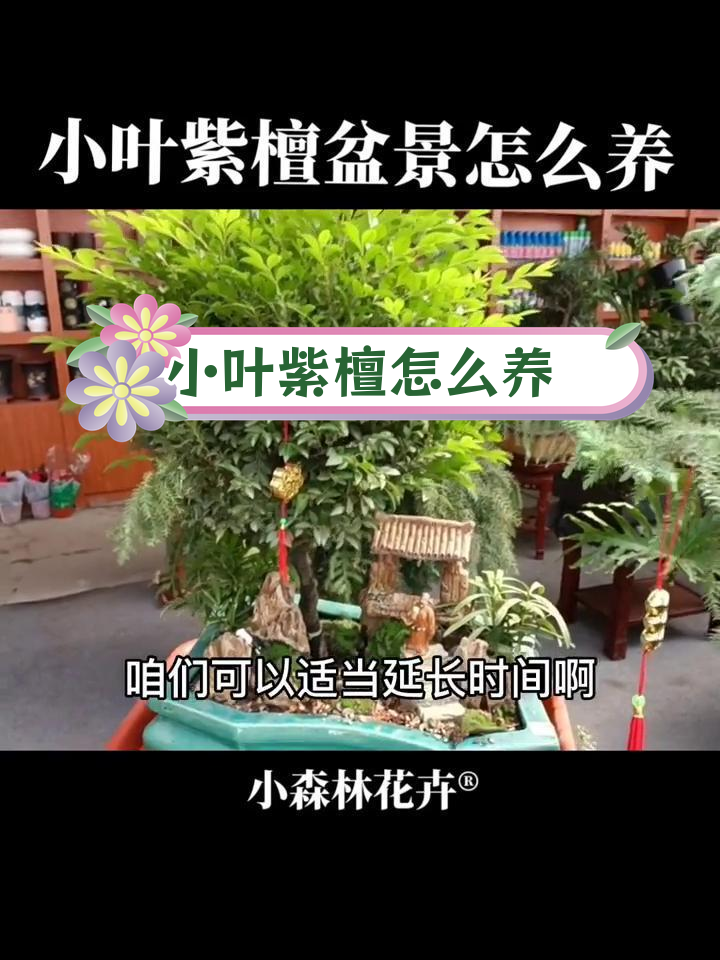 小叶紫檀花卉养殖方法图片