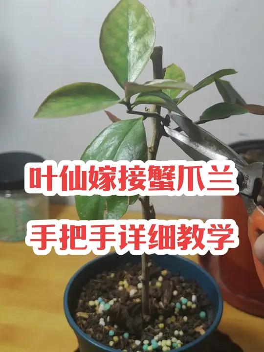 叶仙嫁接蟹爪兰