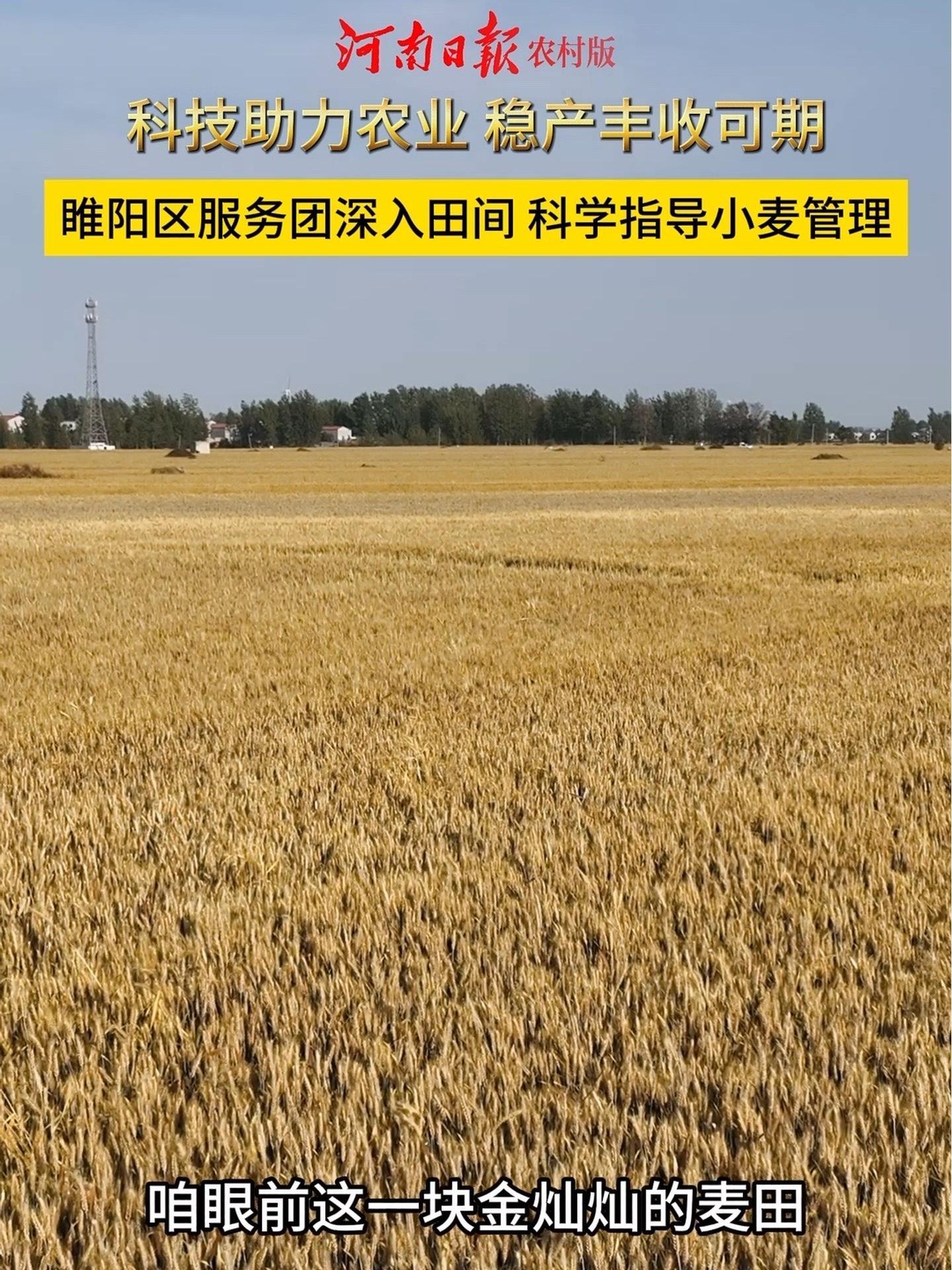 商丘市科技特派员睢阳区服务团走进路河镇新关庄村实地查看小麦蜡熟