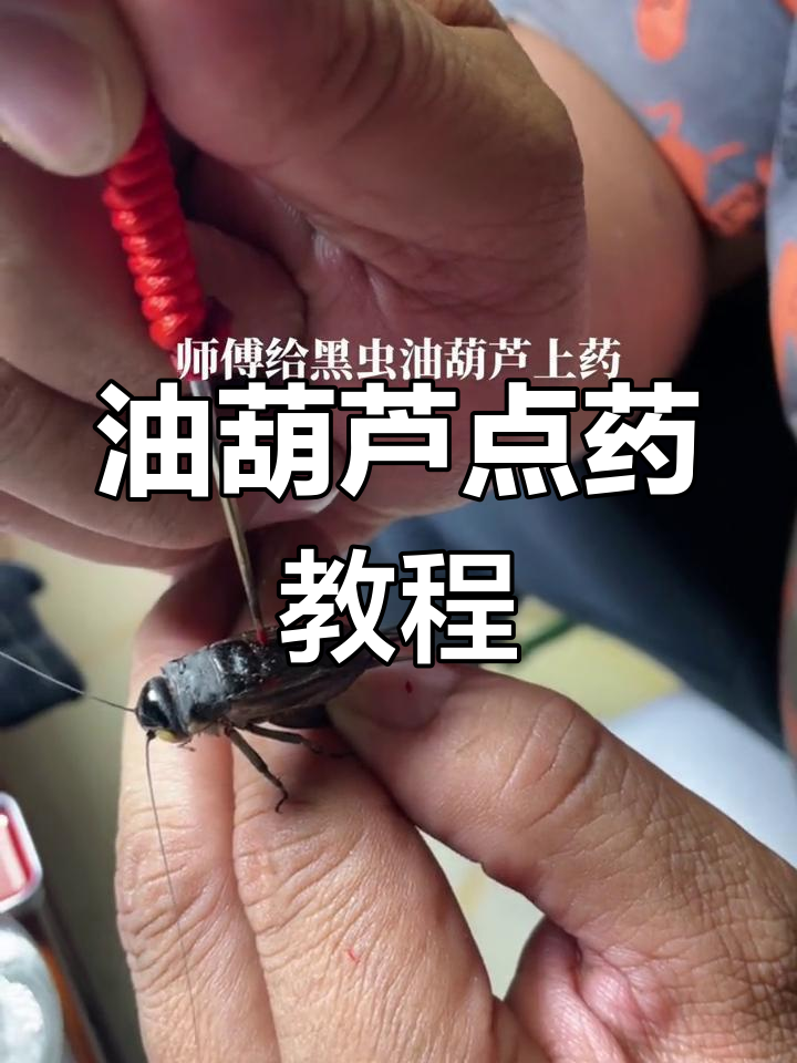 黑虫油葫芦点药技巧大揭秘,叫声如蝈蝈般响亮