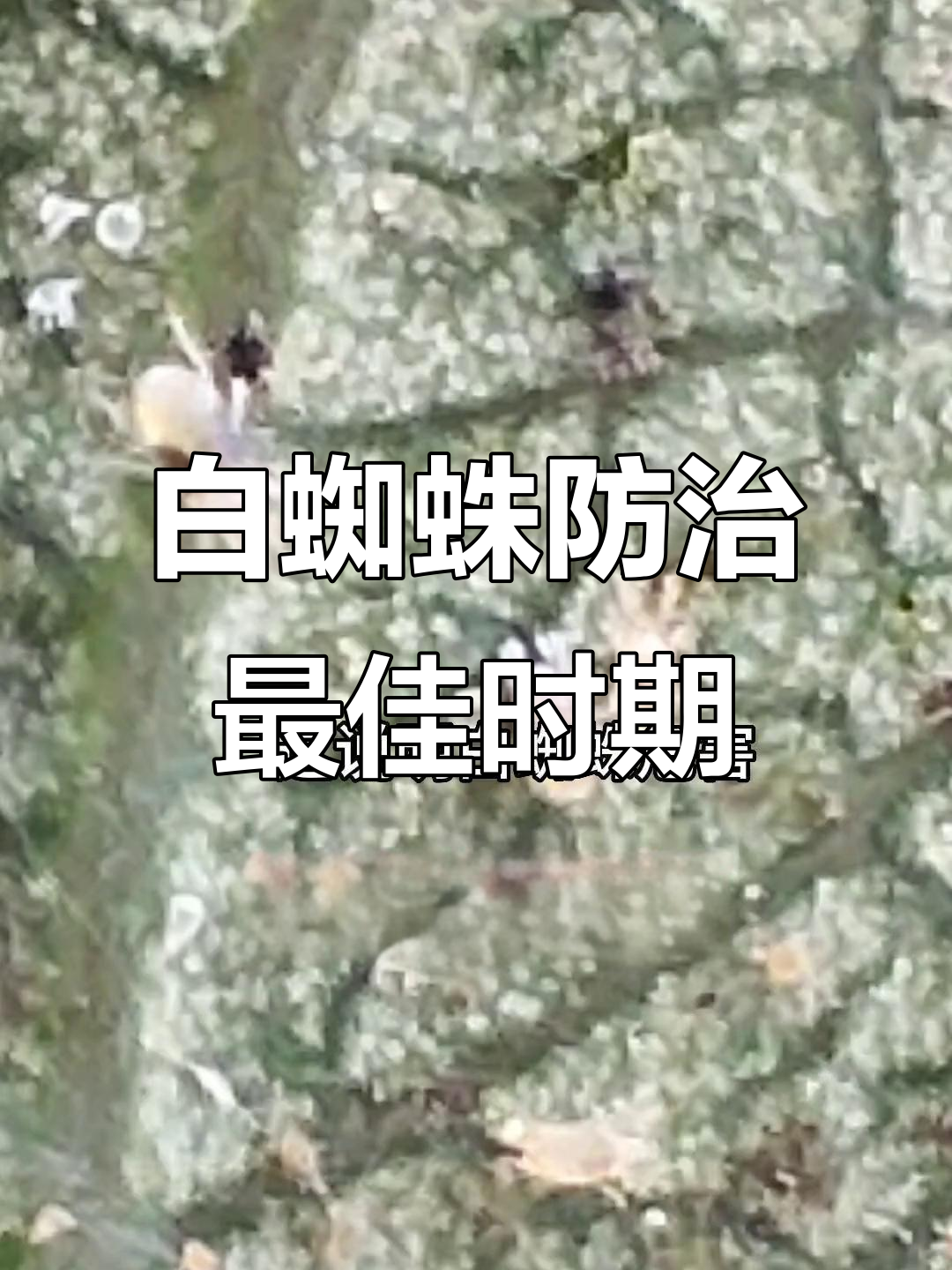 梨树白蜘蛛防治关键时机,掌握技巧轻松应对