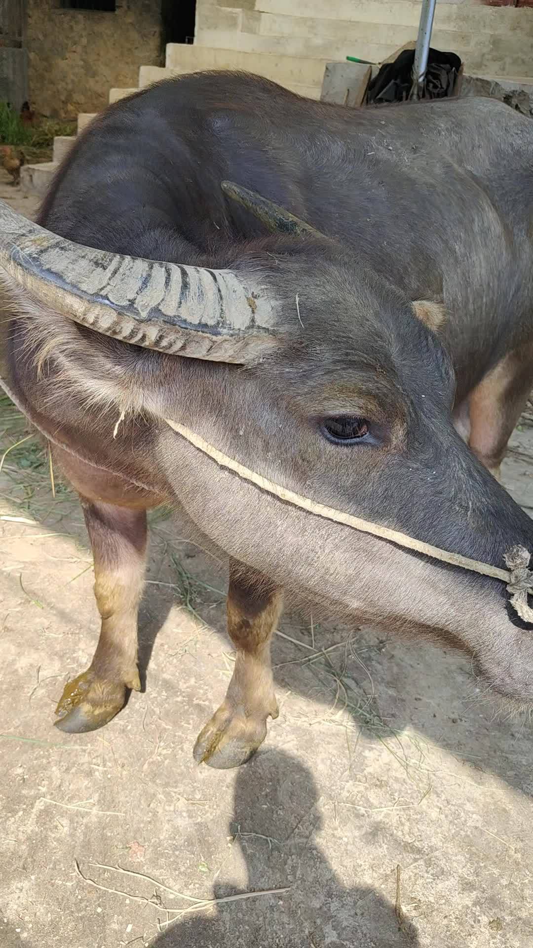 水牛 黄牛 大水牛可以换母黄牛-度小视