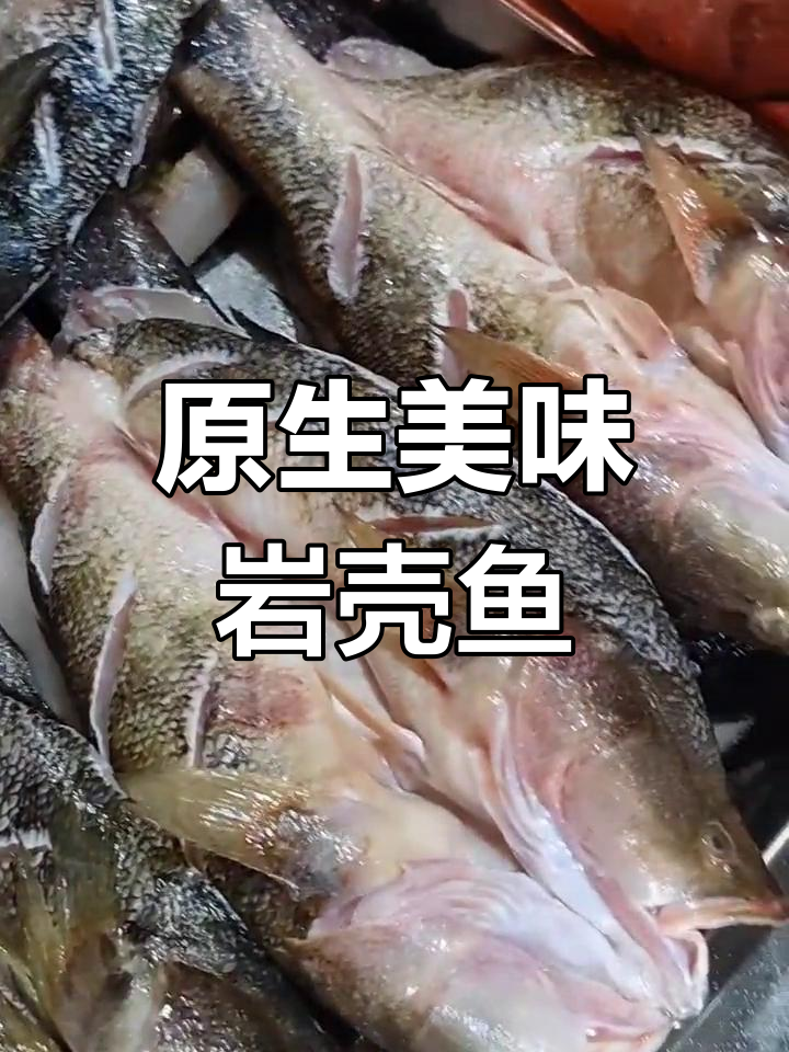 新鲜岩壳鱼,味道鲜美