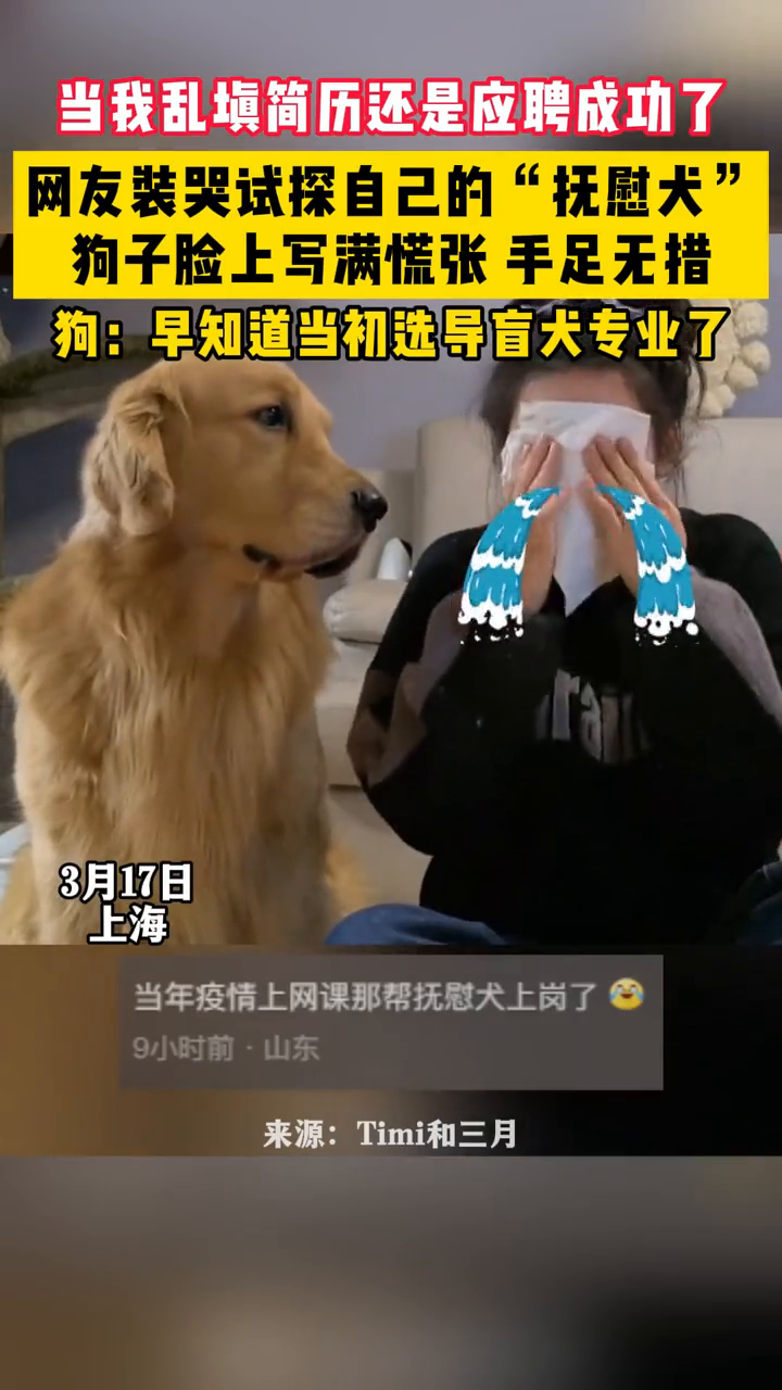 当我乱填简历还是应聘成功了,网友装哭试探自己的"抚慰犬"