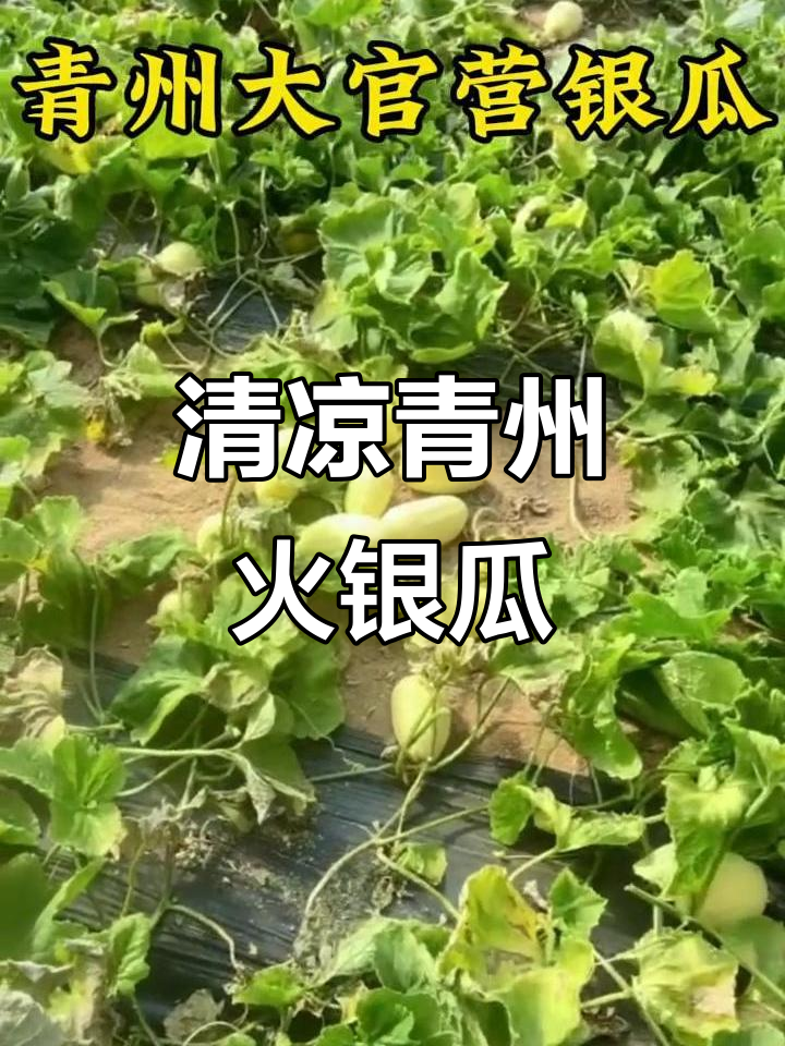 青州大官营火银瓜,夏日清凉必备!