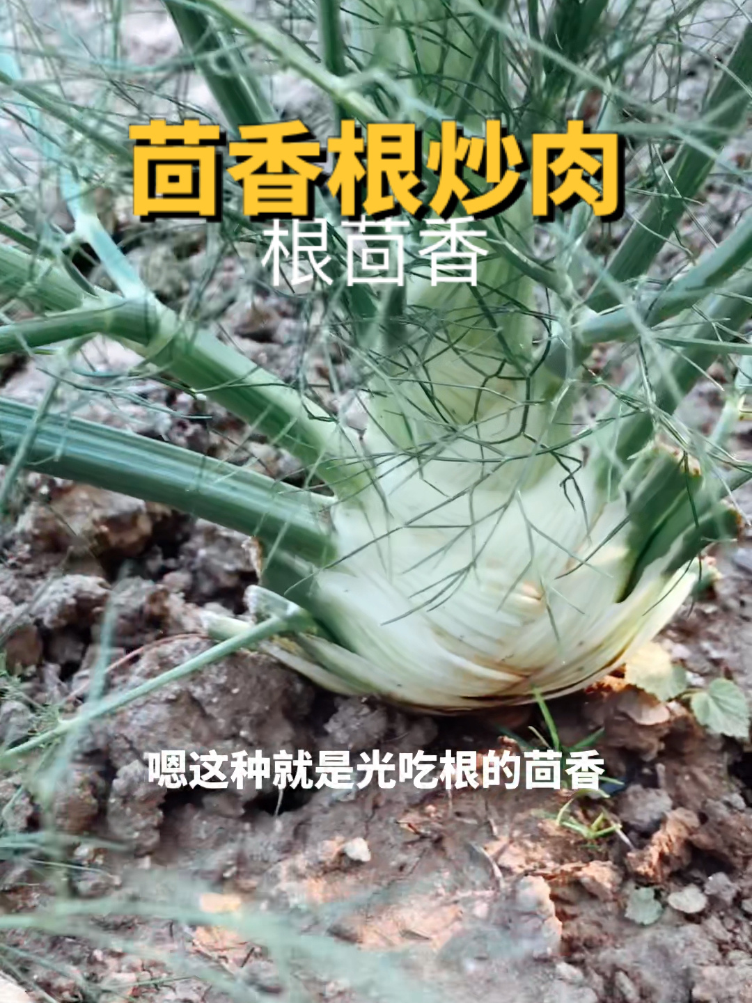 茴香根炒肉