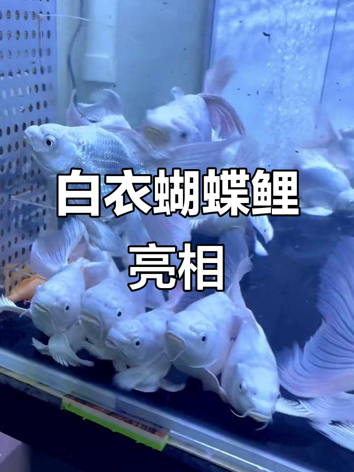 蝴蝶鲤石膏白球体狮子头,婚纱尾惊艳登场