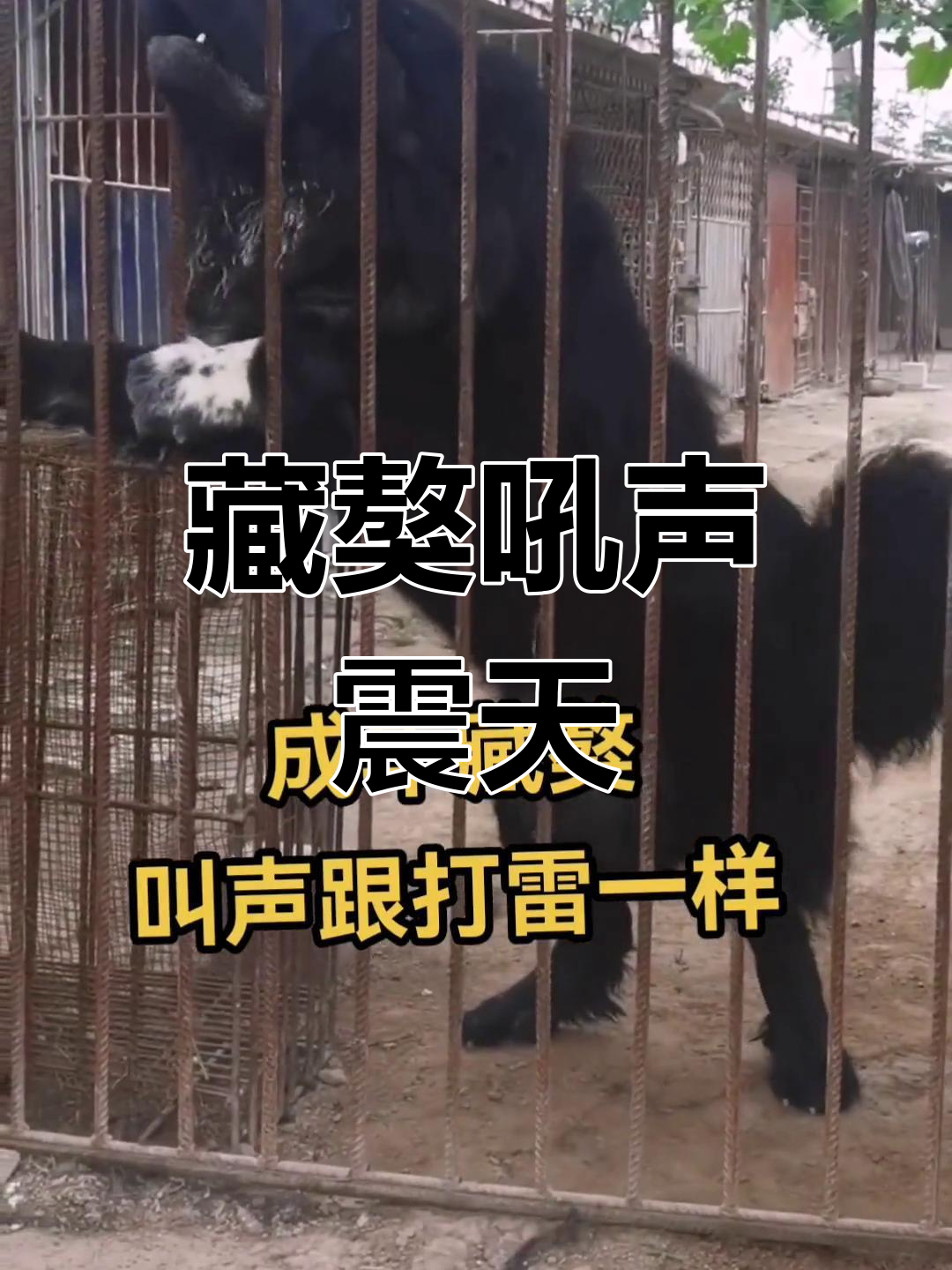 成年藏獒的震撼叫声,让人胆颤