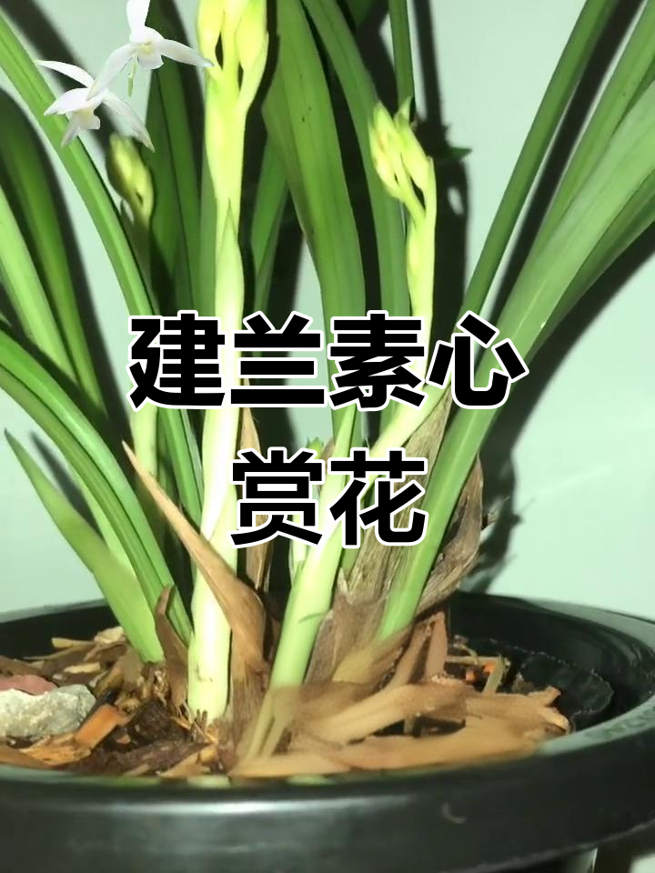 兰花之美:建兰素心赏花季