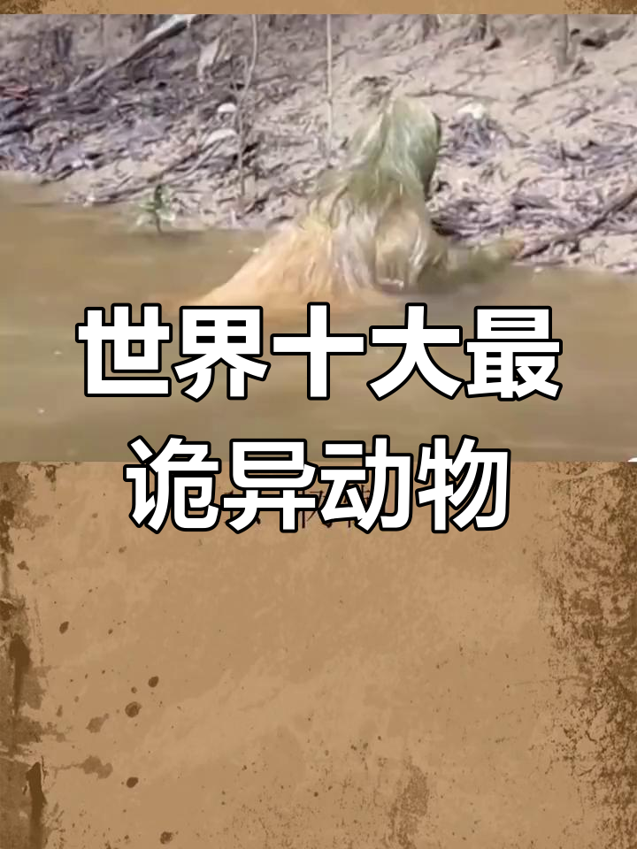 全球最诡异的生物