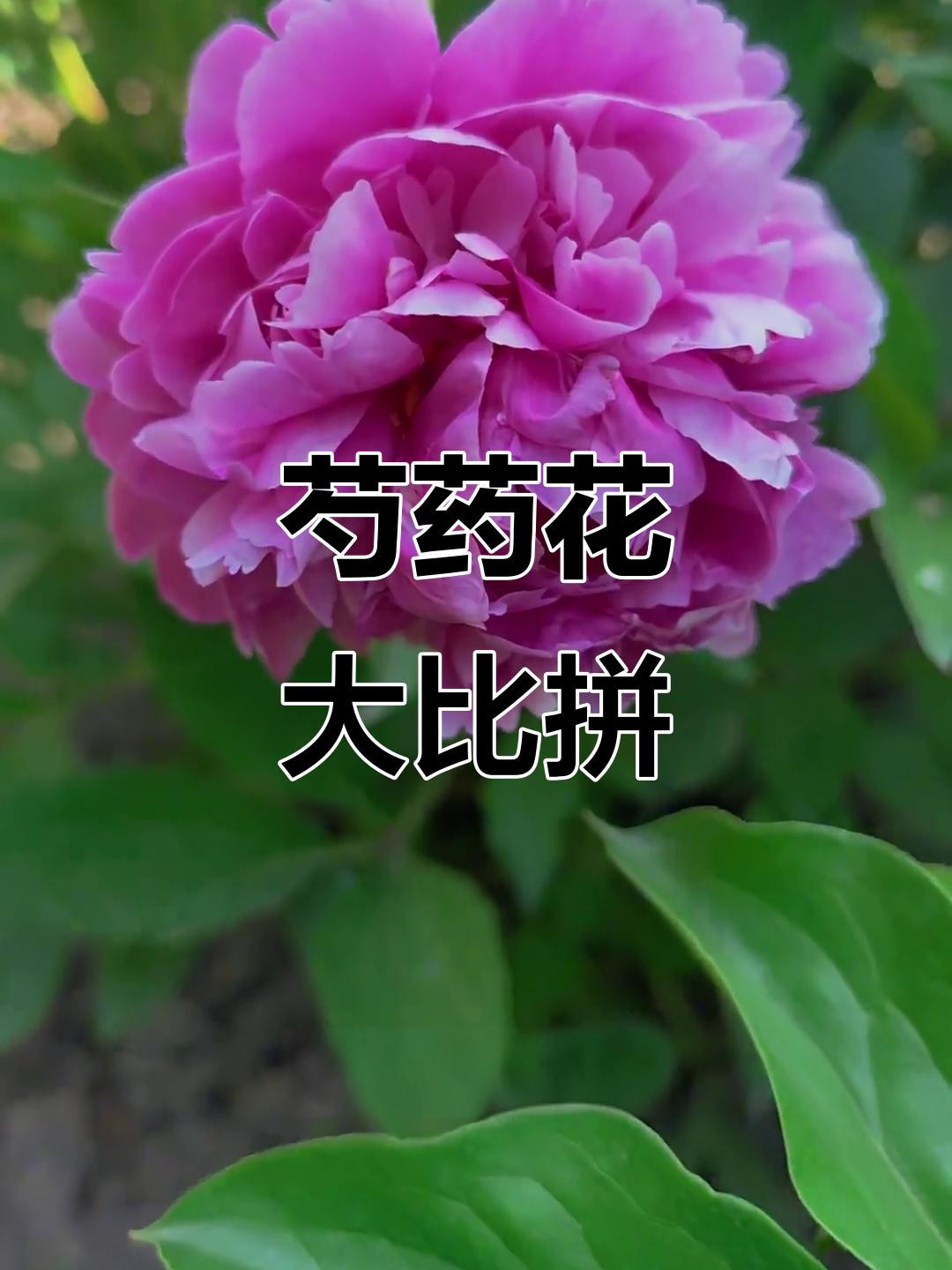 晋祠芍药盛开,你能认全吗?