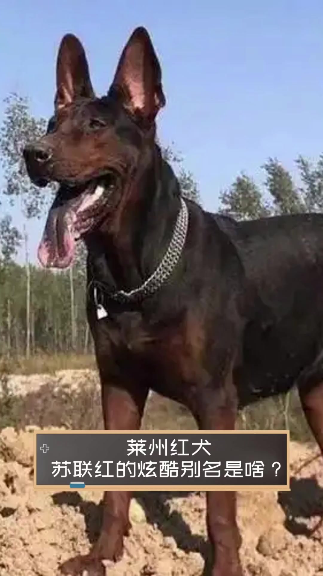 崃州红犬图片