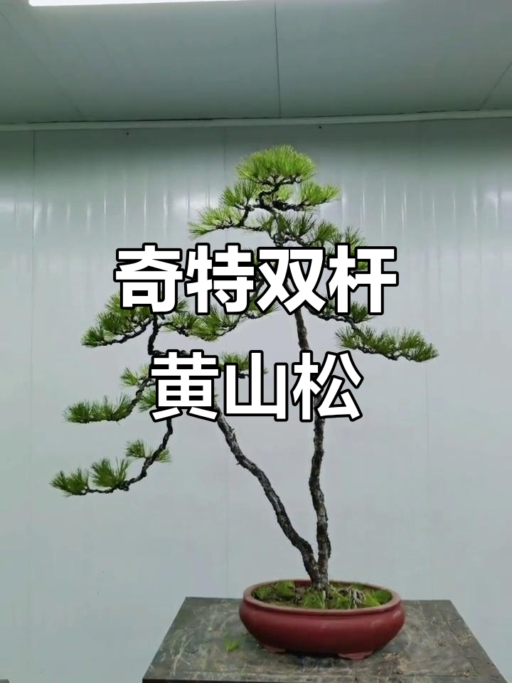 双杆黄山松,形态独特令人惊艳