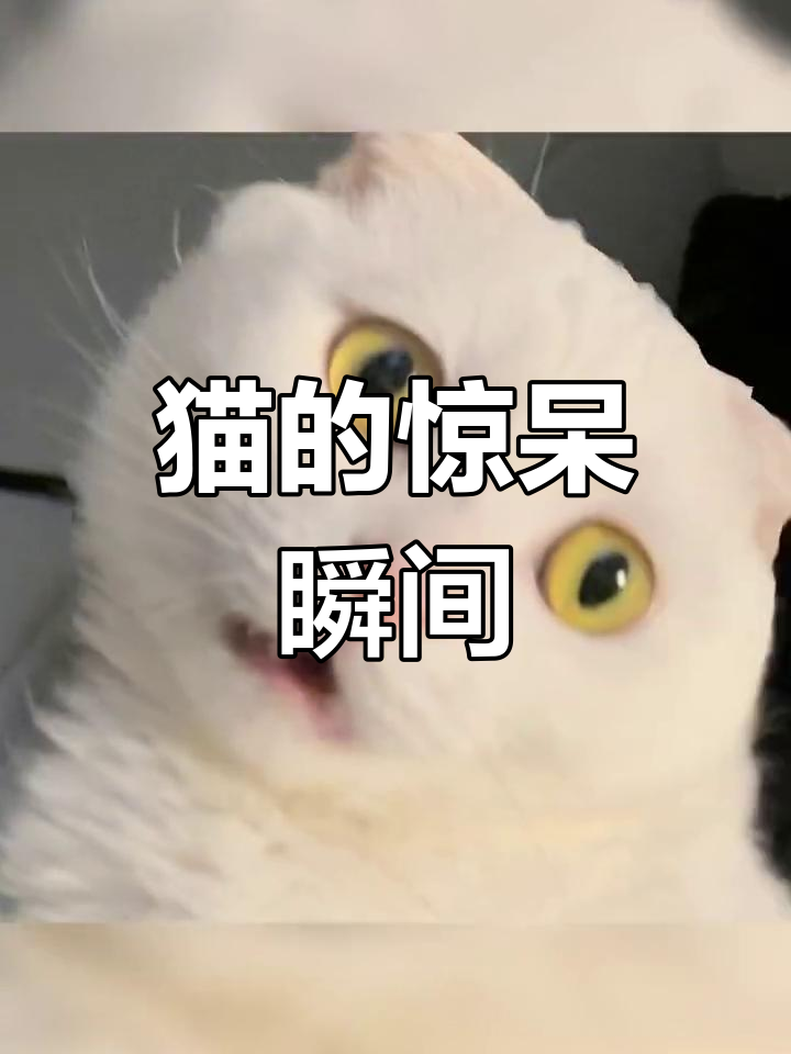 猫咪惊讶表情大揭秘