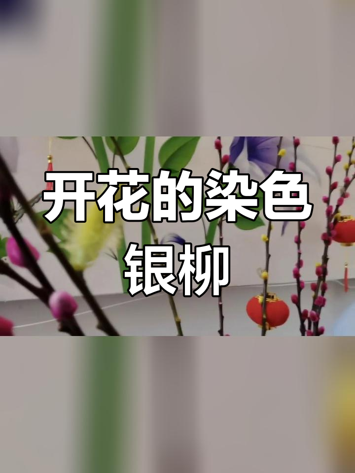 银柳染色教程图片