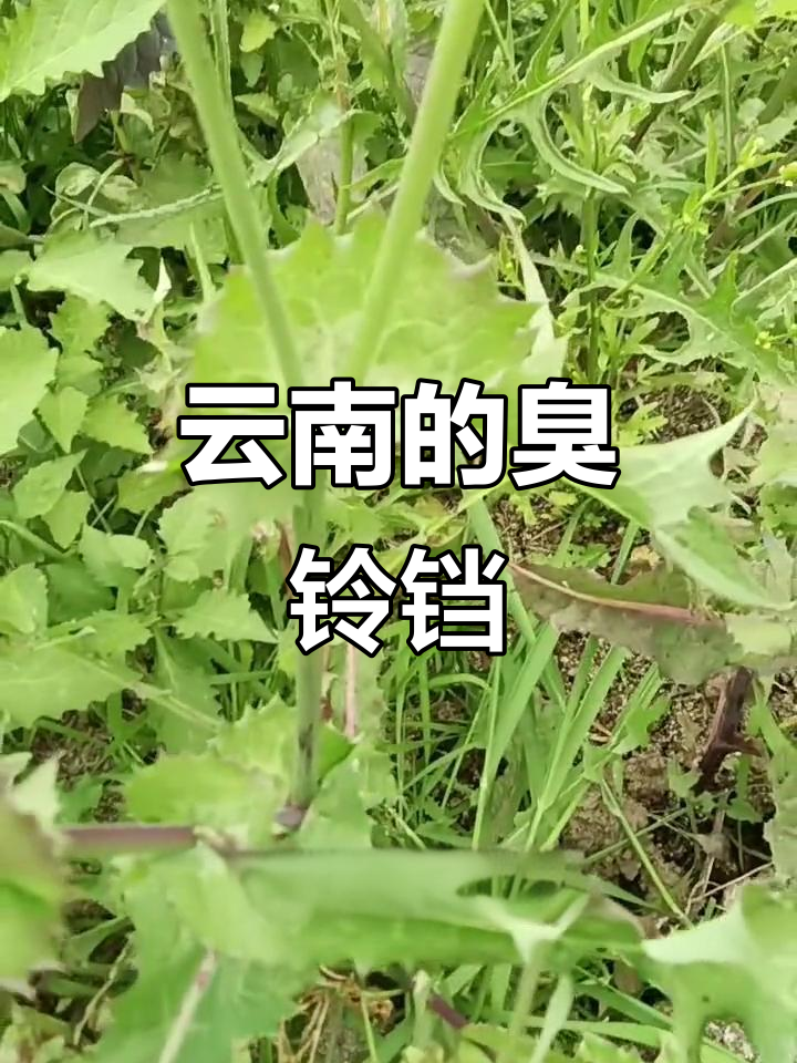 云南家乡味:臭铃铛,炒着吃更香
