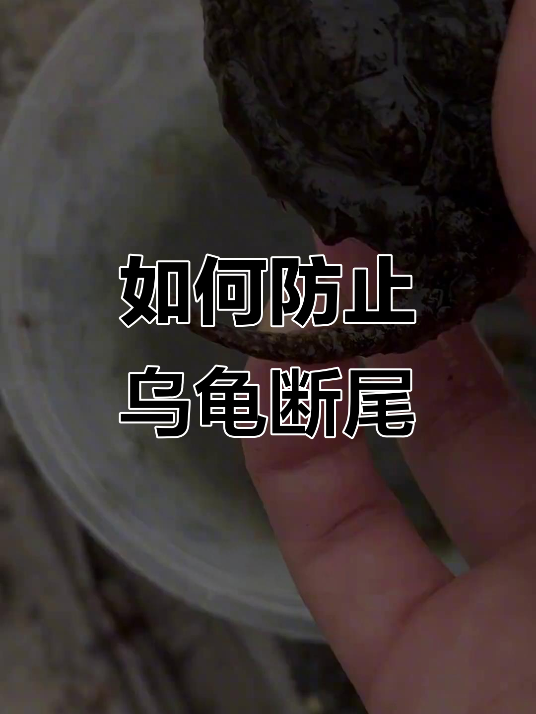 乌龟尾巴断了怎么办?如何预防断尾事故