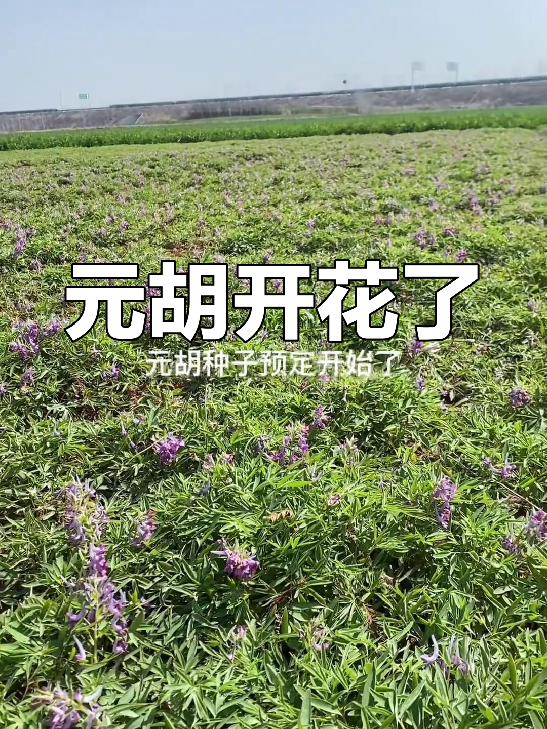 大鸳鸯服开花,小有氧氟高产但小巧