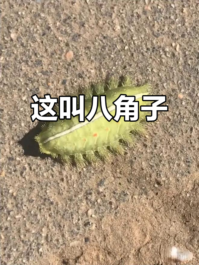 八角子,你见过吗?