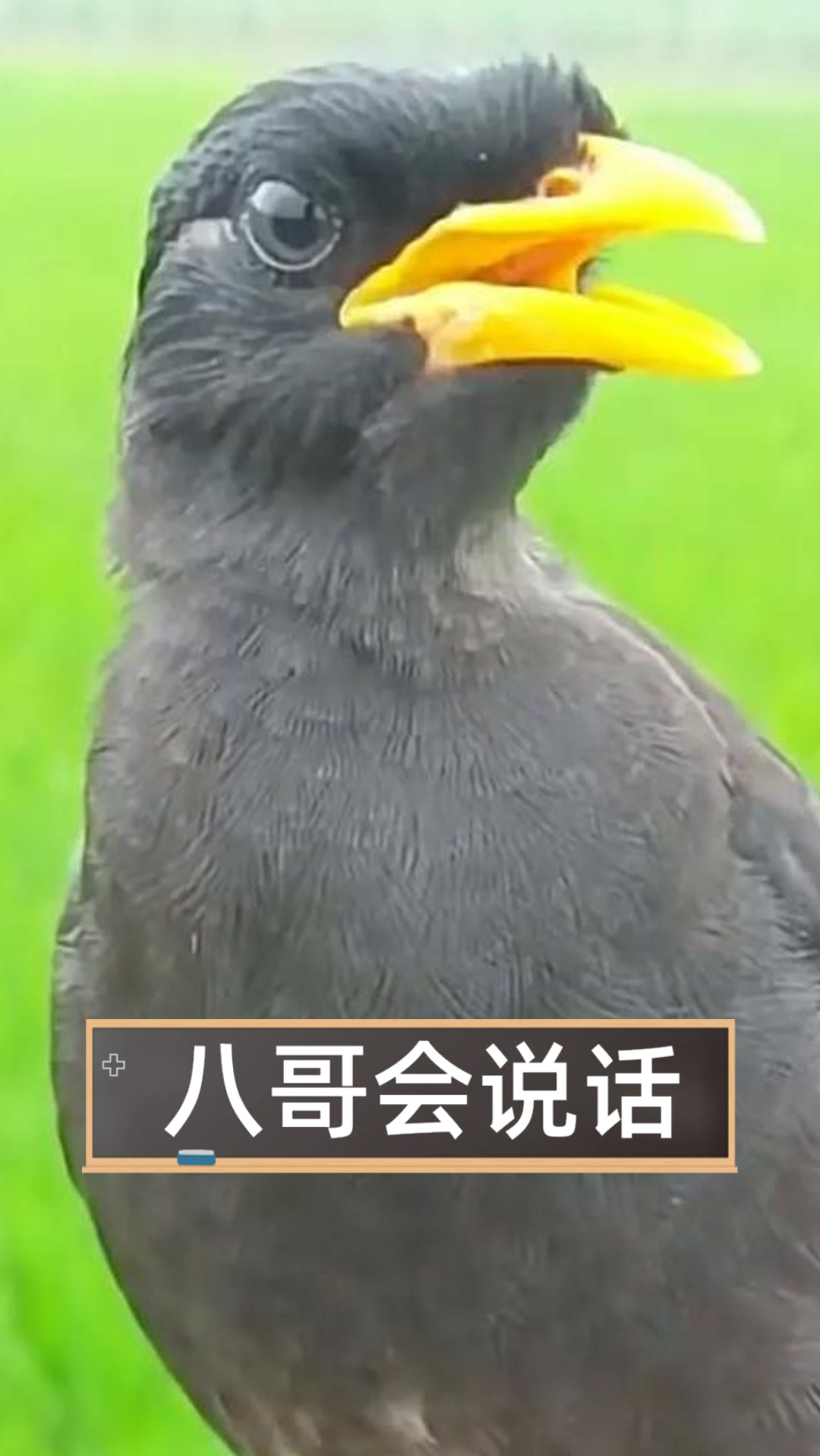 八哥会说话