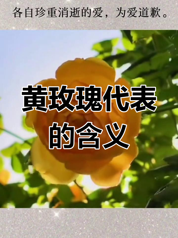 黄玫瑰花语 寓意图片