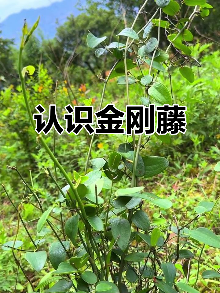 金刚藤:坚韧如铁的植物,根块像菱角