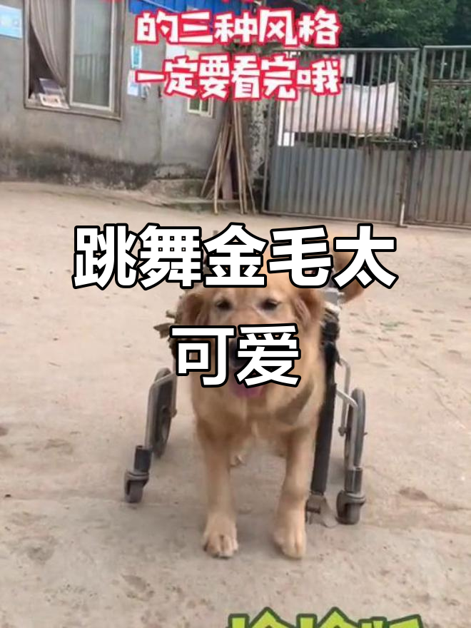 金毛成精!跳舞萌态十足,流浪狗逆袭变舞星