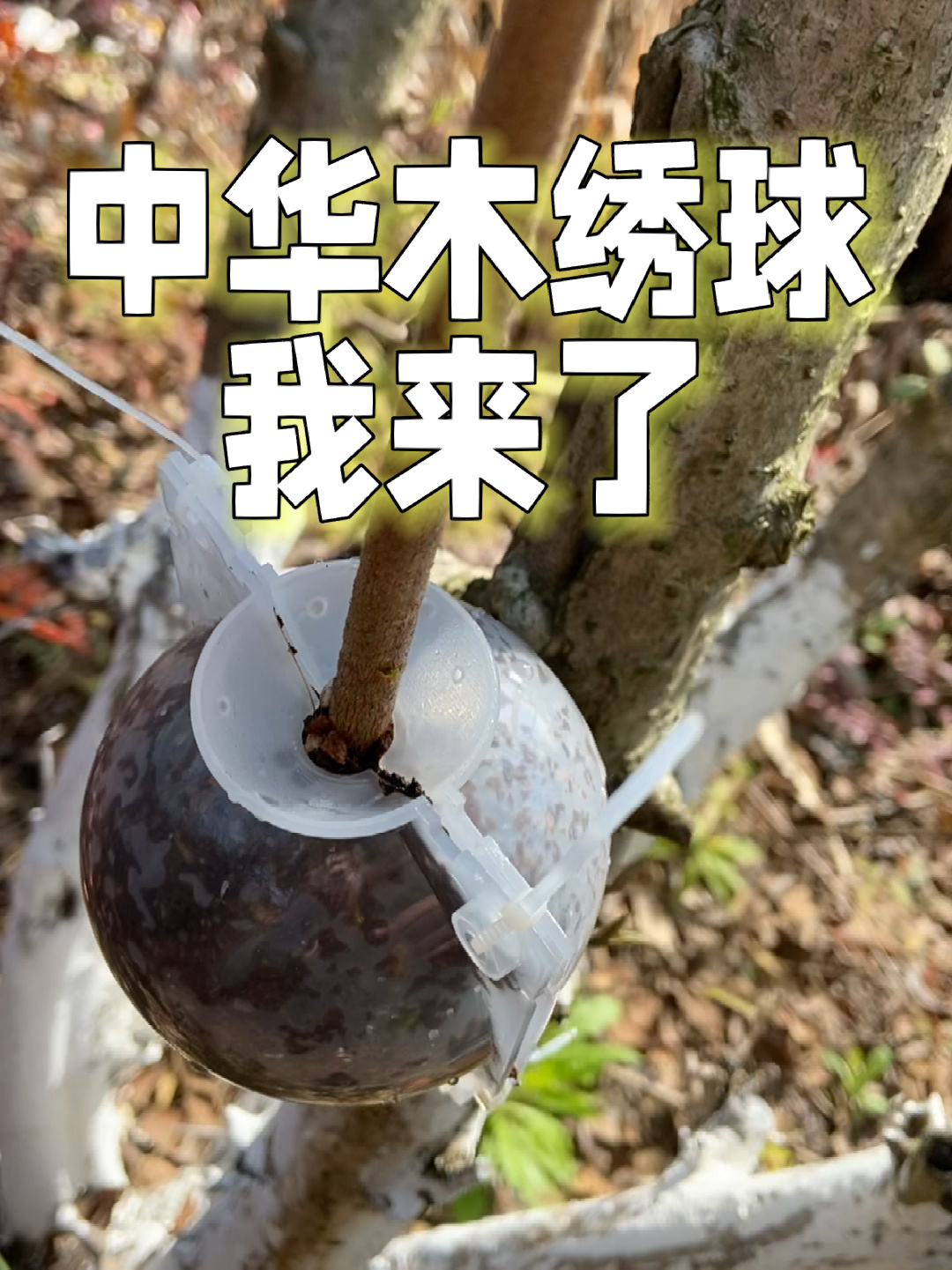 高压条繁殖中华木绣球第一次