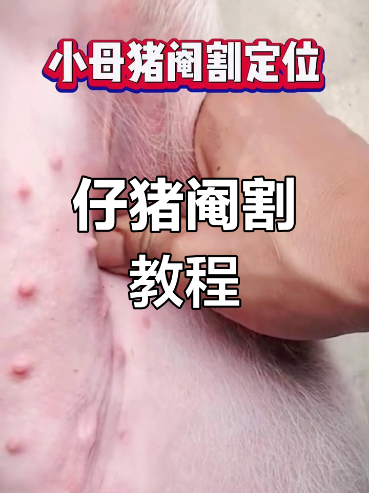 仔猪阉割技巧大揭秘,轻松掌握操作步骤