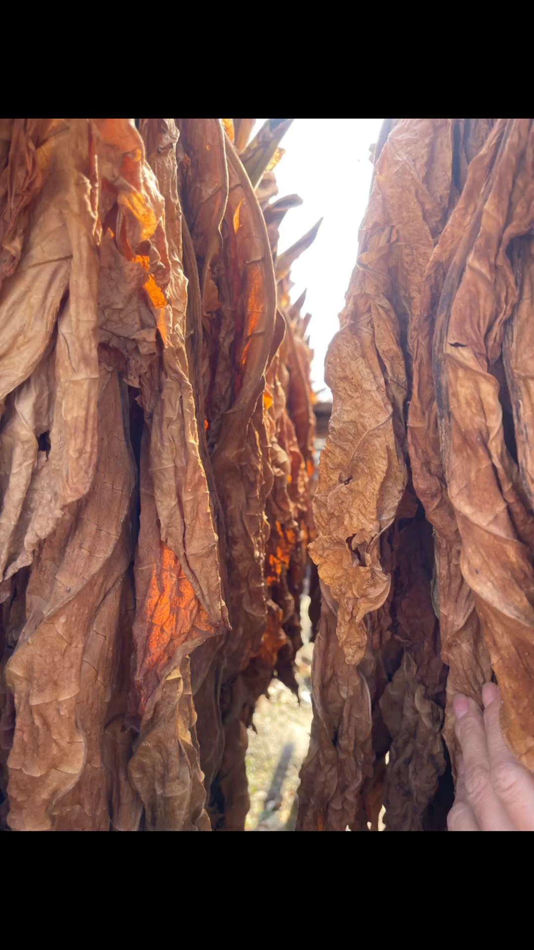 亚布力烟黄烟自家种植上豆饼的旱烟叶