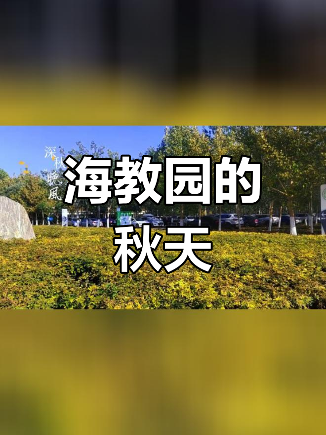 津南海教园深秋美景,银杏梧桐染金辉