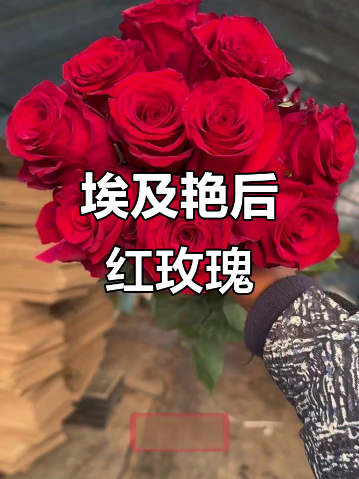埃及艳后红玫瑰:耐高温,花期长,丝绒感十足