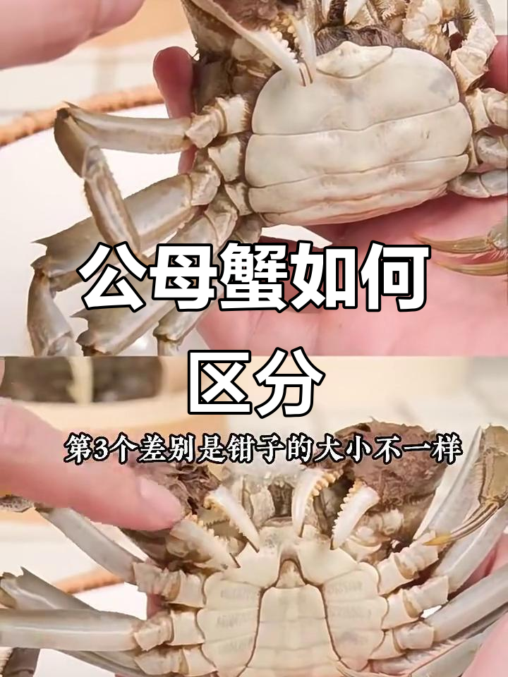 母蟹公蟹大不同,教你一眼识别!