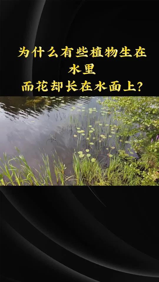 大榕树卧在水面上图片