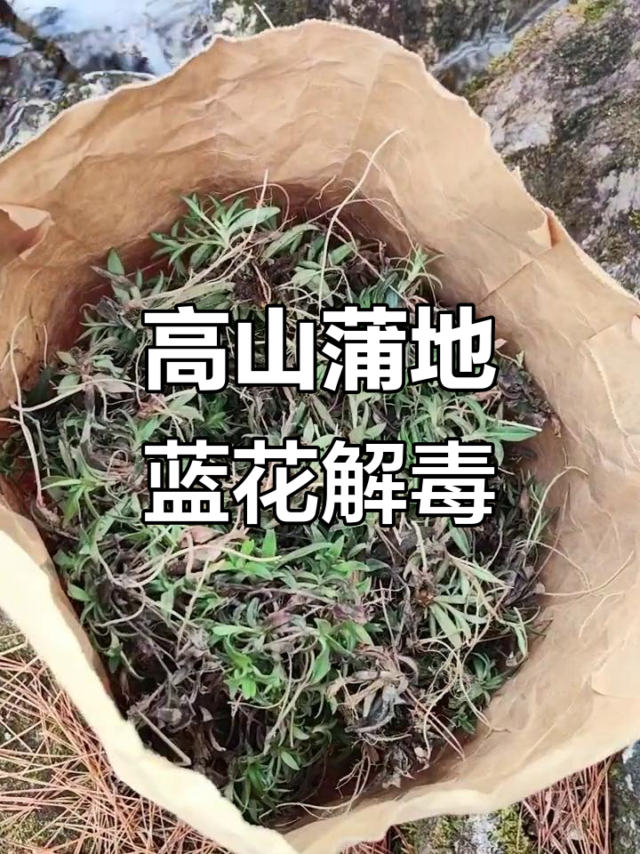 海拔1800米的中草药,蒲地蓝花清热解毒效果惊人