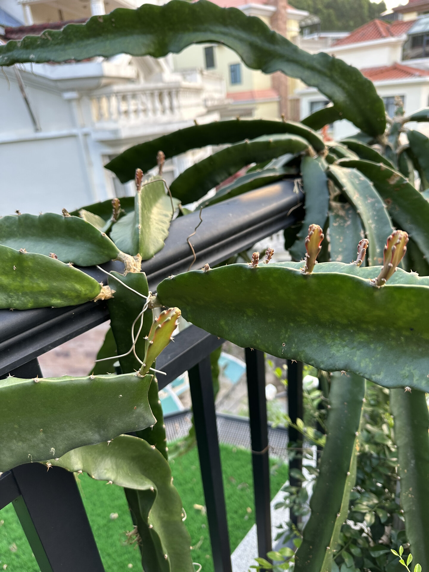 火龙果花芽叶芽如何区分,今年能开花结果吗