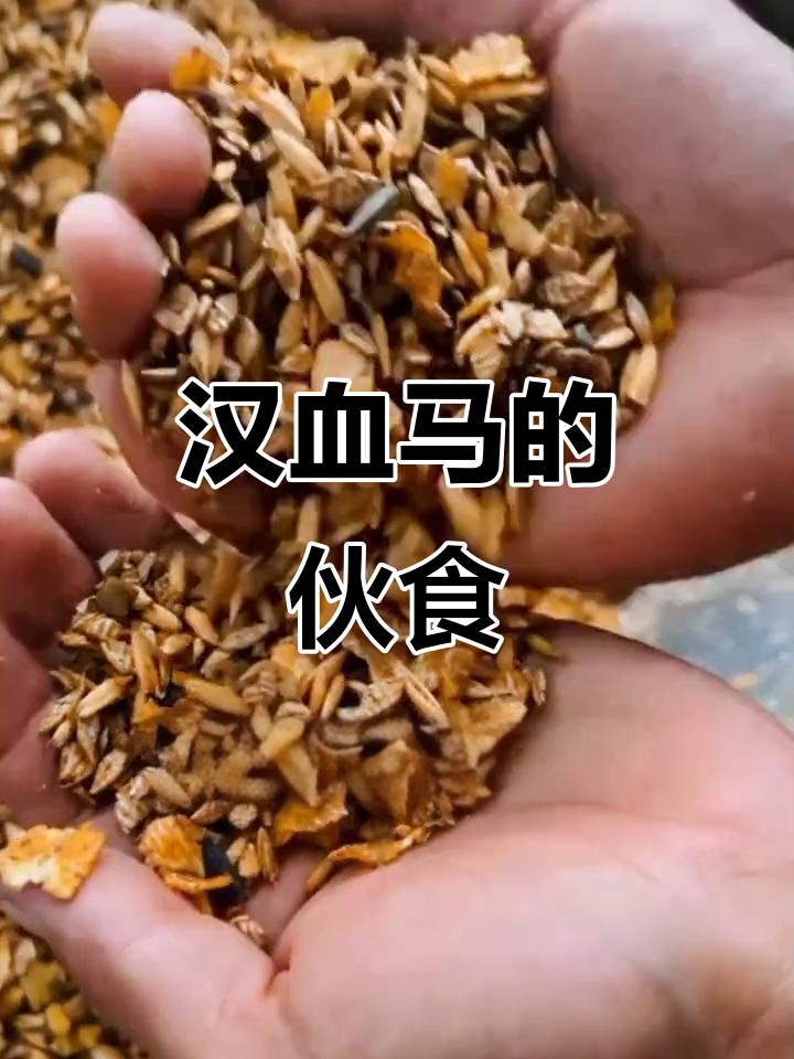 汉血马每天的饮食揭秘,看看它们都吃什么