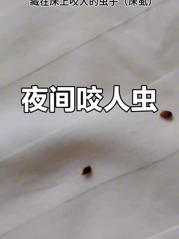 这种虫子夜晚出没,咬人后皮肤红肿瘙痒难忍