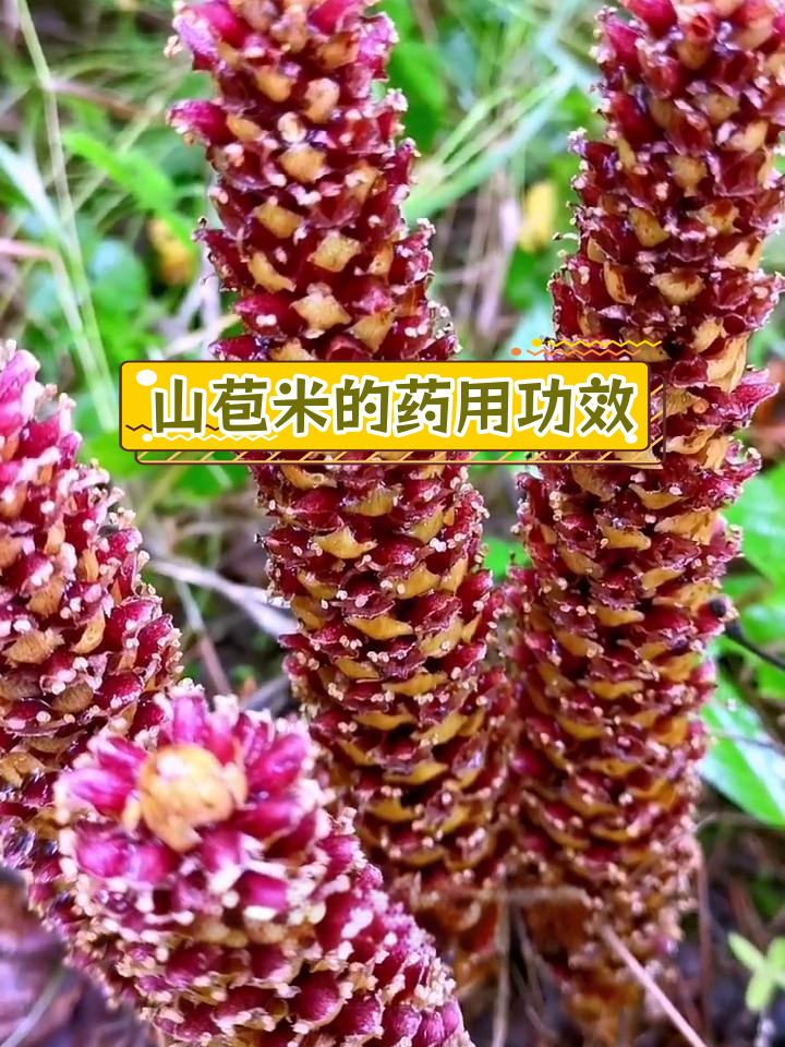 大兴安岭珍稀山苞米,天然药材价值高